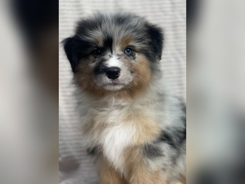 Wunderschöne Blue Merle Hündin sucht ihre Zweibeiner