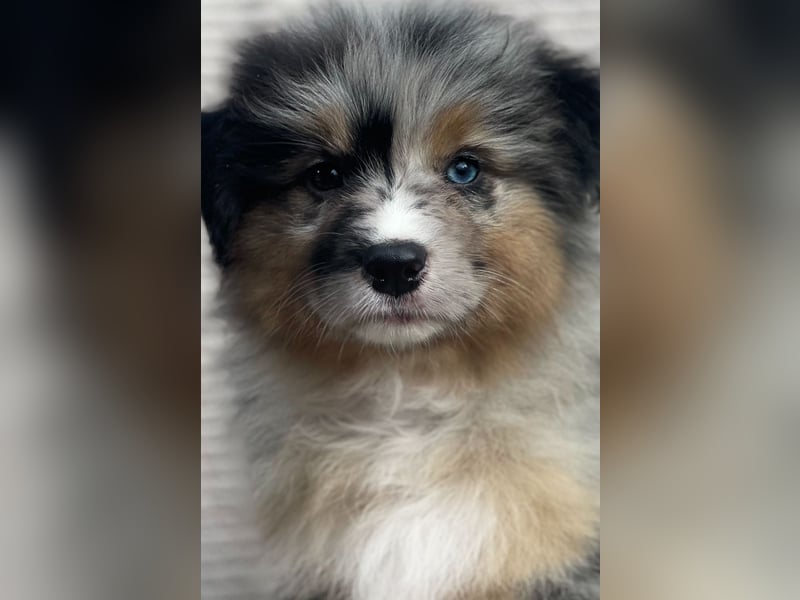 Wir erwarten familienfreundliche Aussie Welpen