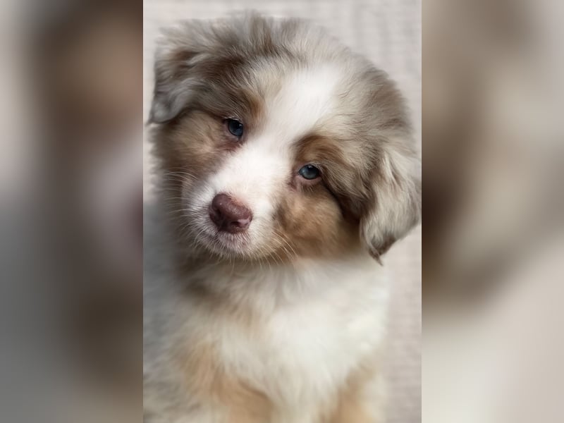 Wir erwarten familienfreundliche Aussie Welpen