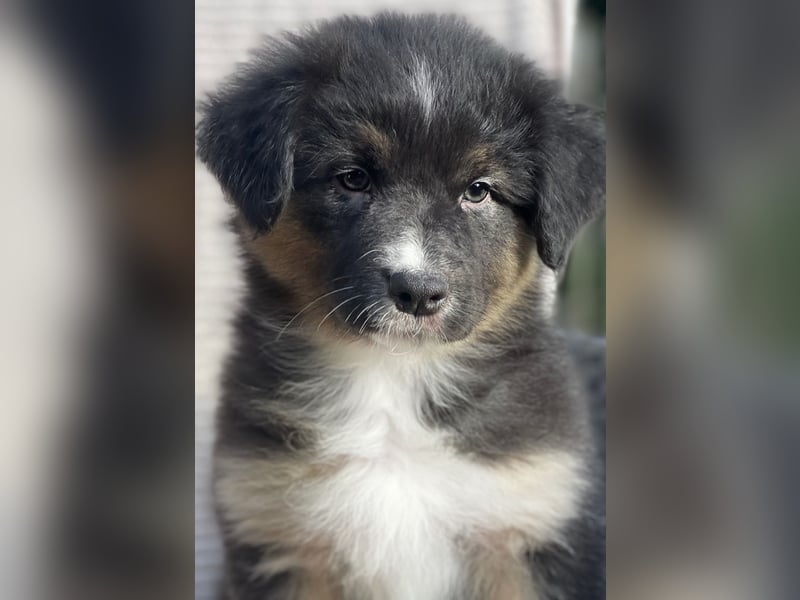 Wir erwarten familienfreundliche Aussie Welpen