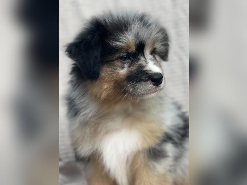 Wunderschöne Blue Merle Hündin sucht ihre Zweibeiner