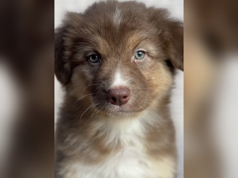 Wir erwarten familienfreundliche Aussie Welpen