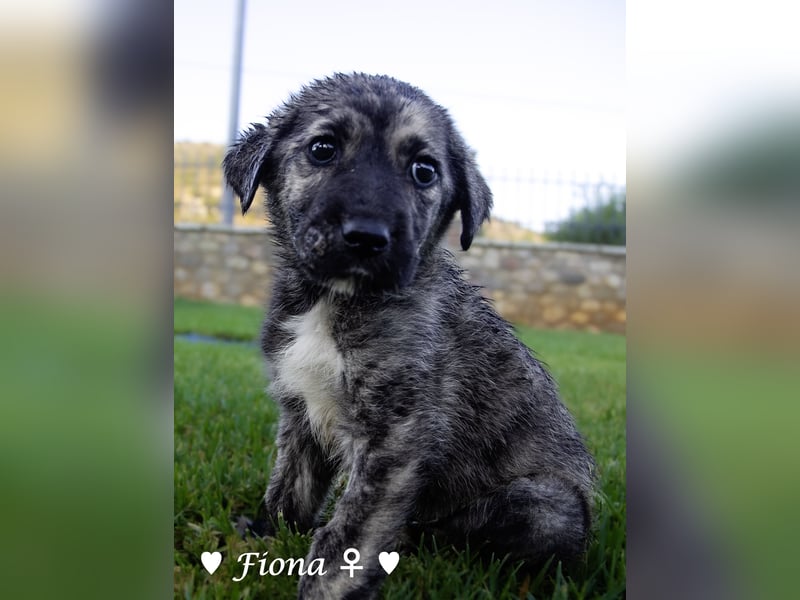 Fiona sucht ab Anfang August ein Zuhause