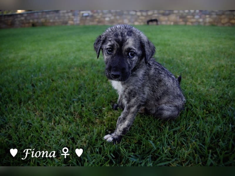 Fiona sucht ab Anfang August ein Zuhause
