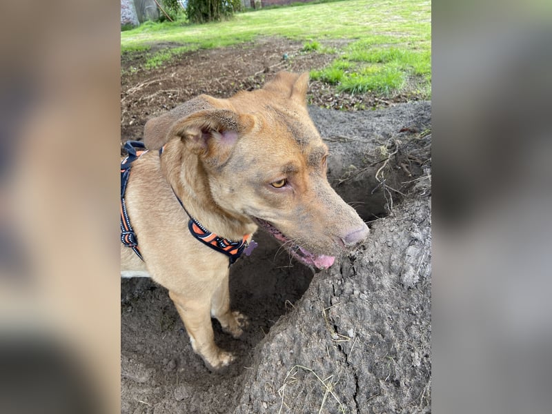 Herzenshündin Nala sucht ein ruhiges Zuhause – voller Liebe, aber ohne andere Tiere