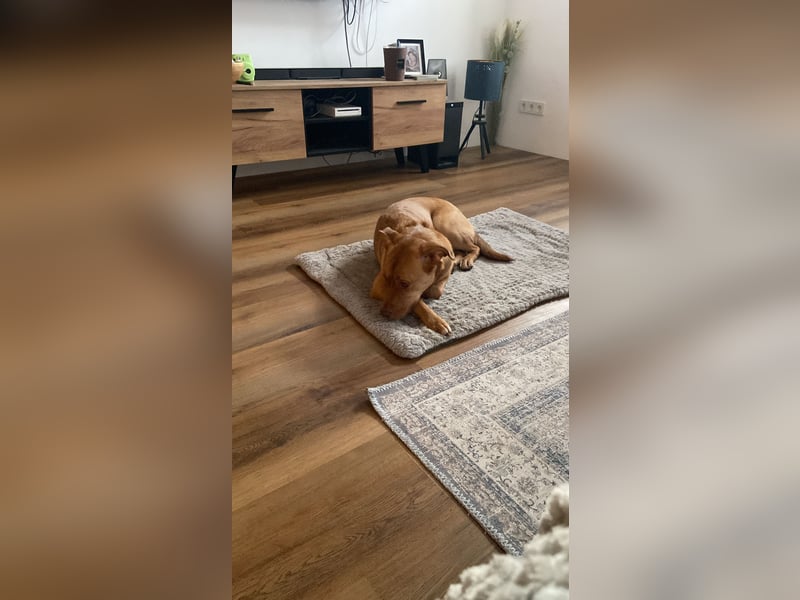 Herzenshündin Nala sucht ein ruhiges Zuhause – voller Liebe, aber ohne andere Tiere