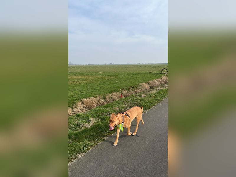 Herzenshündin Nala sucht ein ruhiges Zuhause – voller Liebe, aber ohne andere Tiere