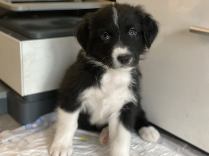 Diese süßen Australian Shepherd Welpen