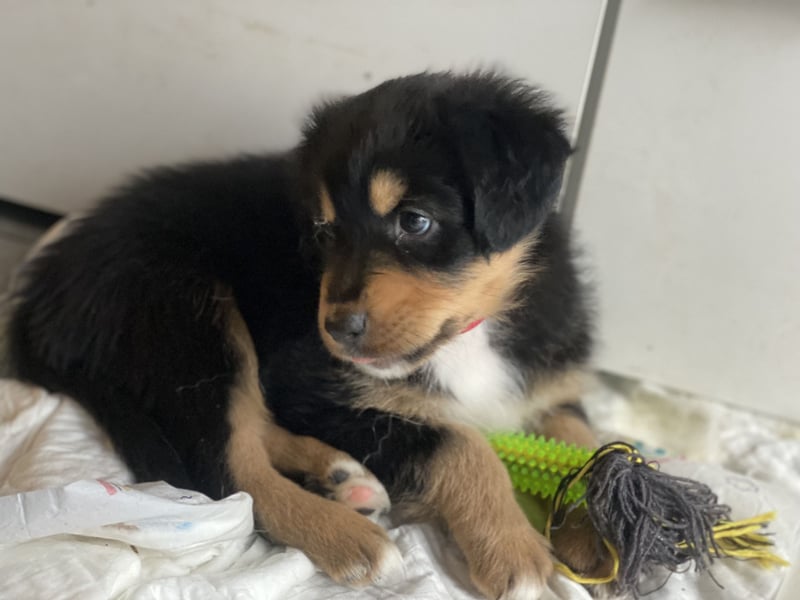 Diese süßen Australian Shepherd Welpen