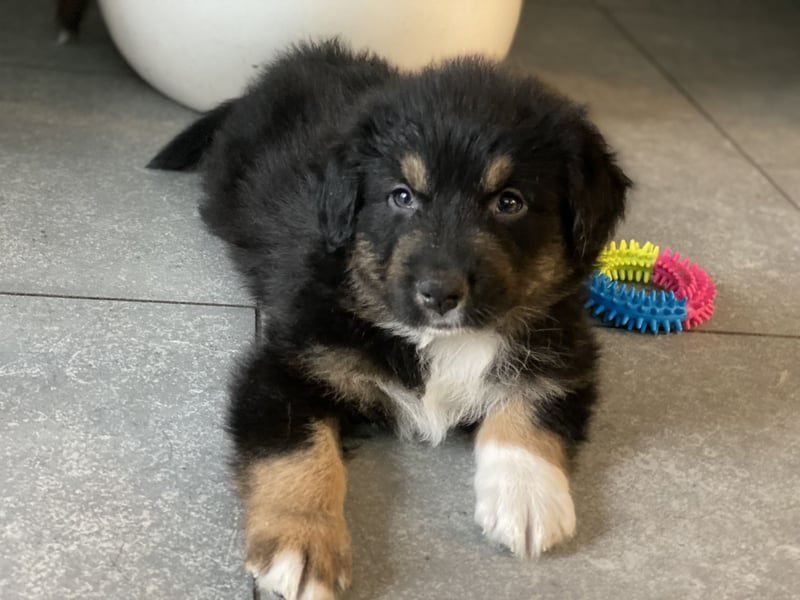 Diese süßen Australian Shepherd Welpen