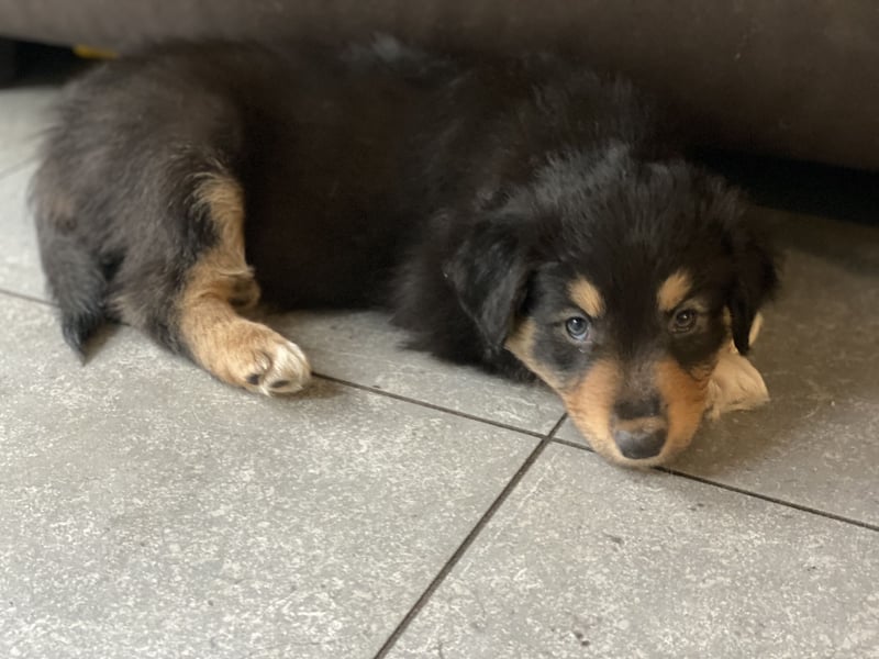 Diese süßen Australian Shepherd Welpen
