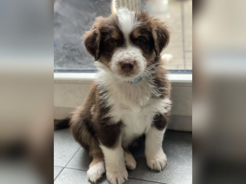 Diese süßen Australian Shepherd Welpen