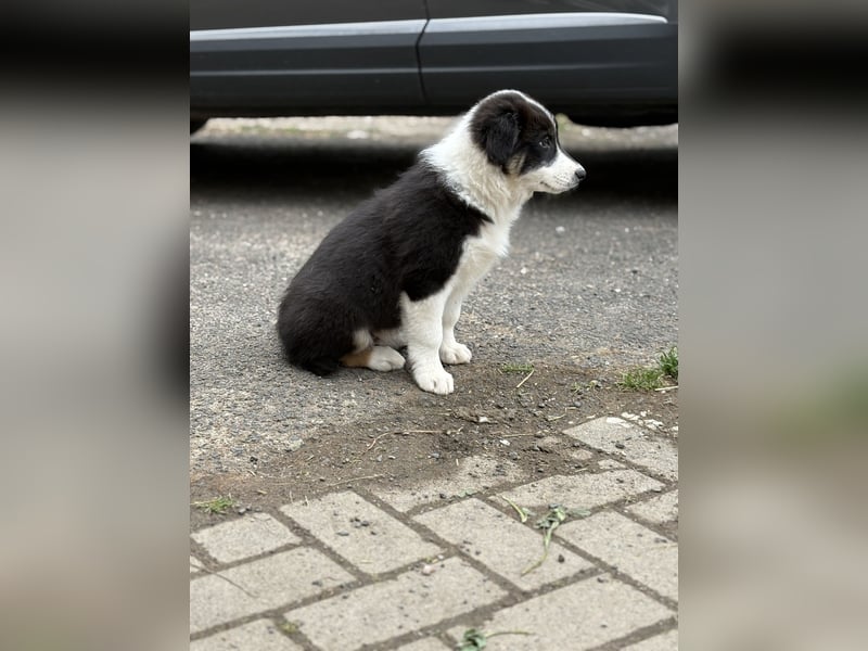 Australian Shepard x Border Collie Hündin