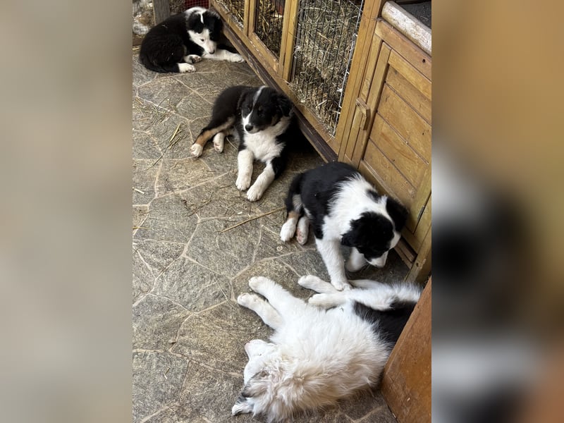 Australian Shepard x Border Collie Hündin