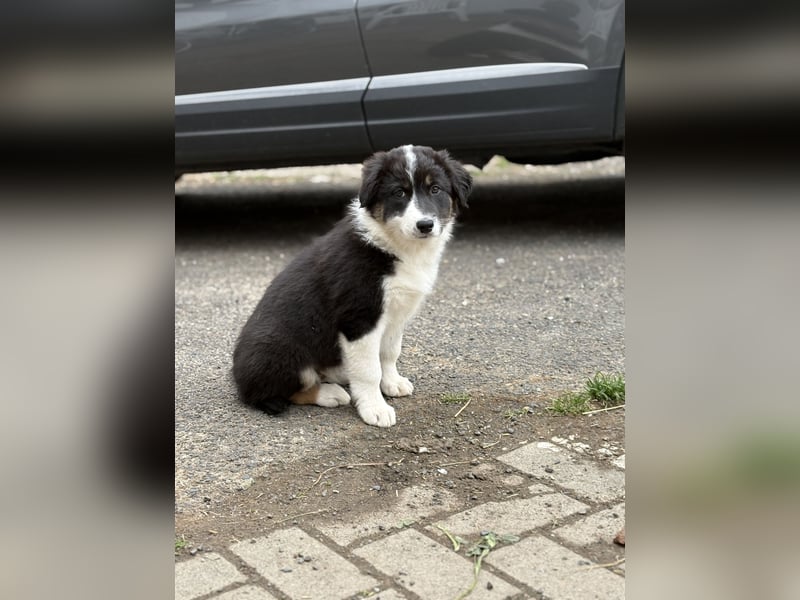 Australian Shepard x Border Collie Hündin
