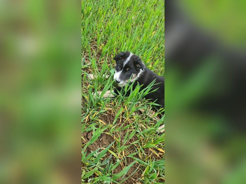 Australian Shepard x Border Collie Hündin