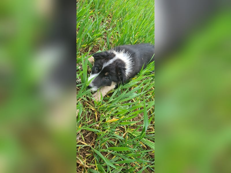 Australian Shepard x Border Collie Hündin