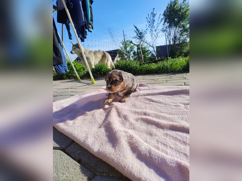 Weibchen , braunes Gesicht