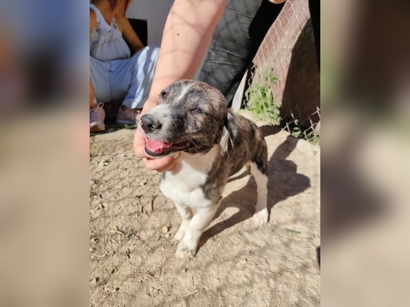 Sarabi, sucht ihre Familie