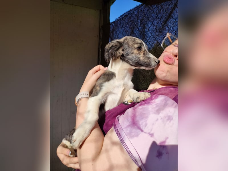 Sarabi, sucht ihre Familie