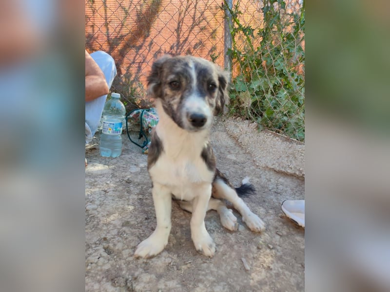 Sarabi, sucht ihre Familie