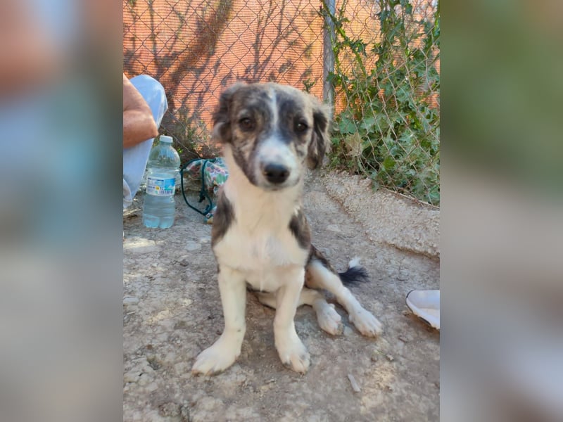 Sarabi, sucht ihre Familie