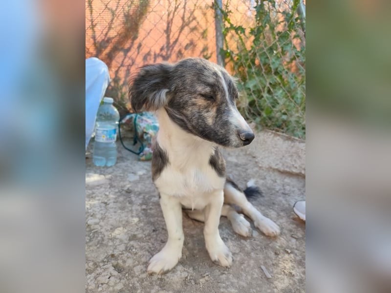 Sarabi, sucht ihre Familie