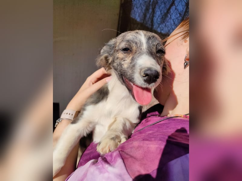 Sarabi, sucht ihre Familie