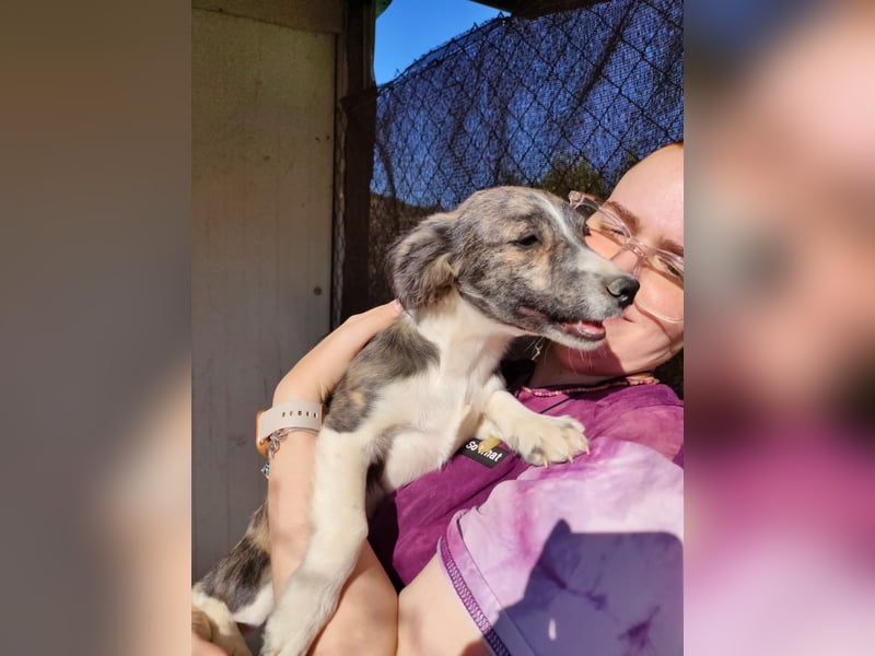 Sarabi, sucht ihre Familie