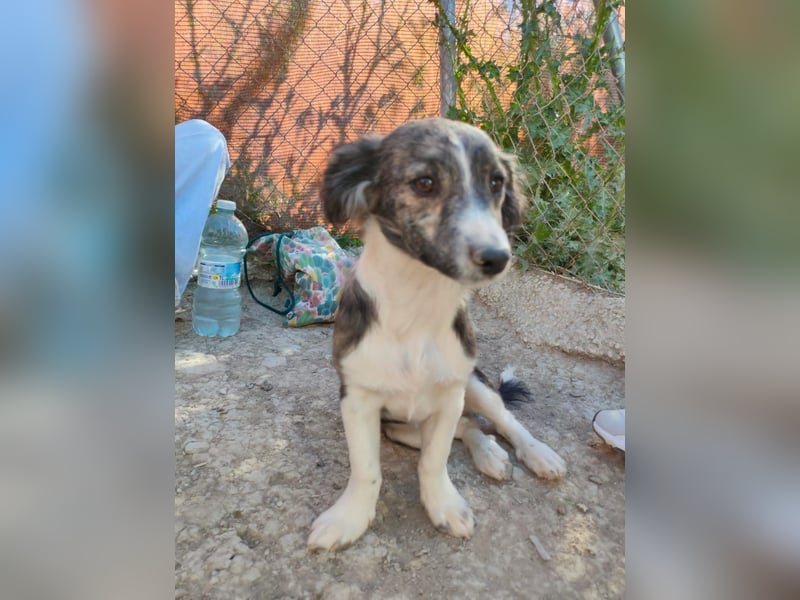 Sarabi, sucht ihre Familie