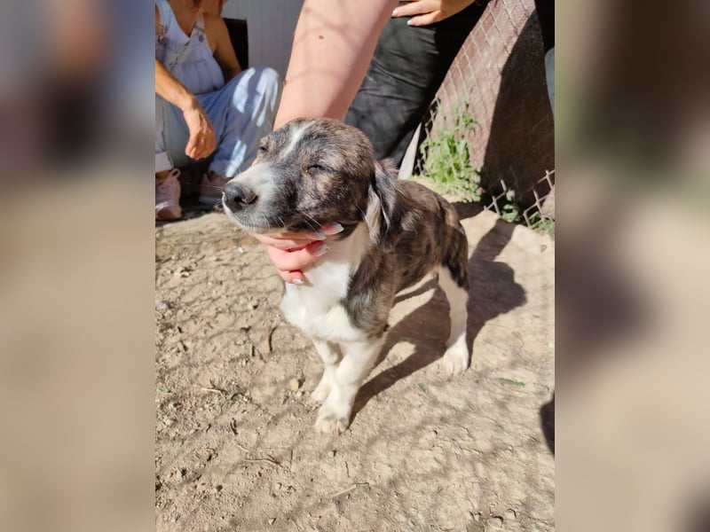 Sarabi, sucht ihre Familie