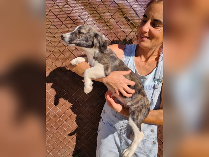 Sarabi, sucht ihre Familie