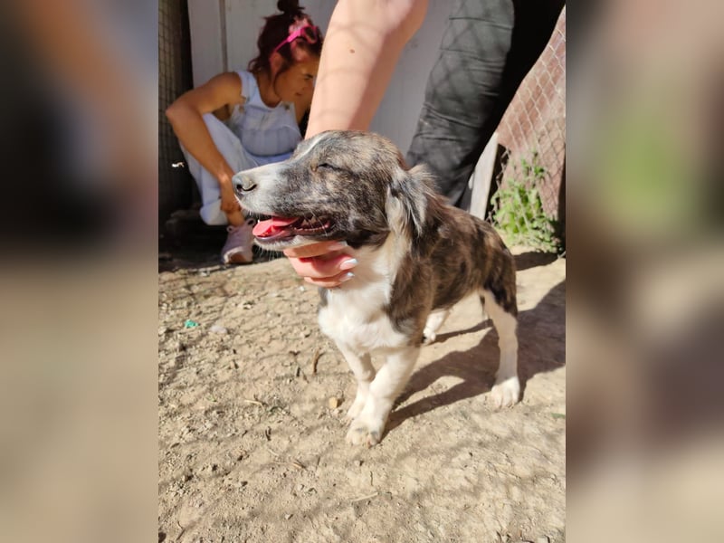 Sarabi, sucht ihre Familie