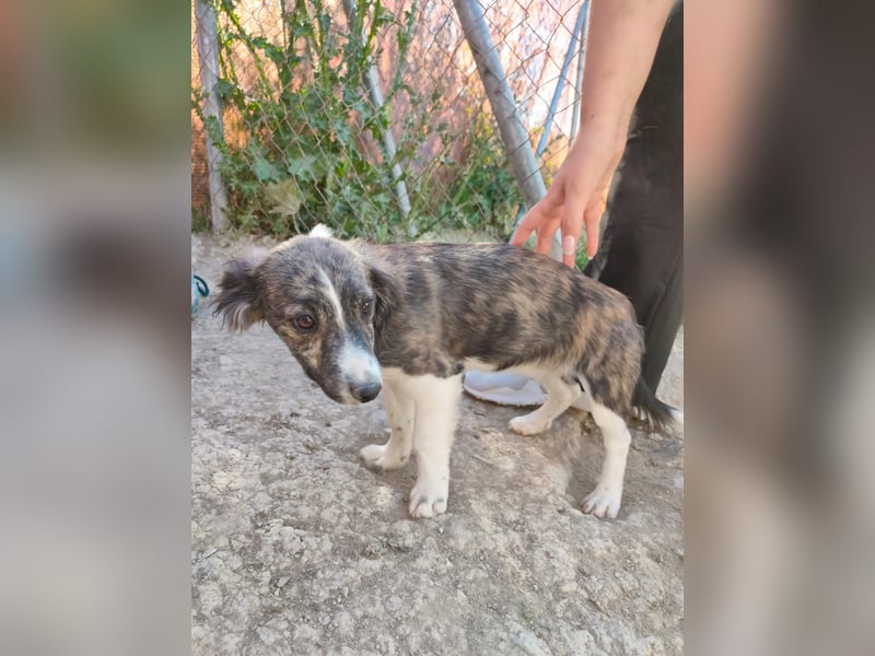 Sarabi, sucht ihre Familie