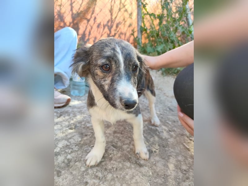Sarabi, sucht ihre Familie