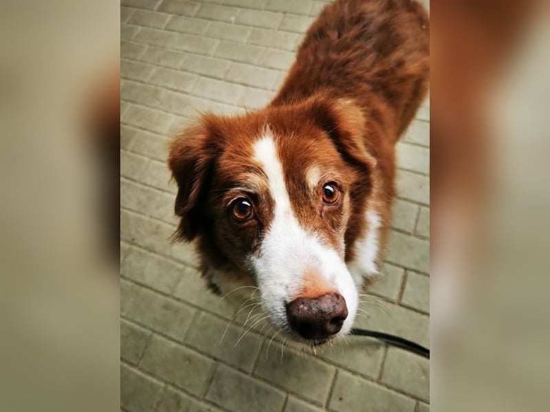 Lilly, Australian Shepherd, geb. 2012, traumhaft liebe Seniorin sucht Endplatz