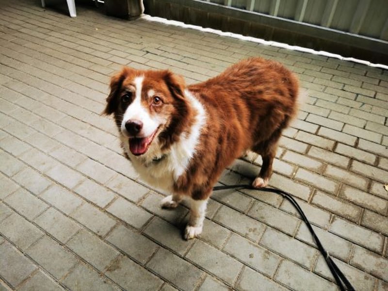Lilly, Australian Shepherd, geb. 2012, traumhaft liebe Seniorin sucht Endplatz