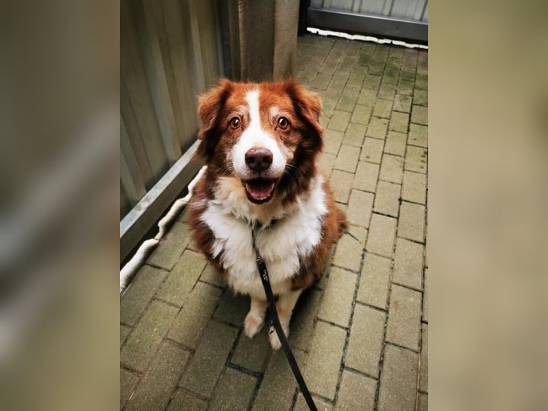 Lilly, Australian Shepherd, geb. 2012, traumhaft liebe Seniorin sucht Endplatz