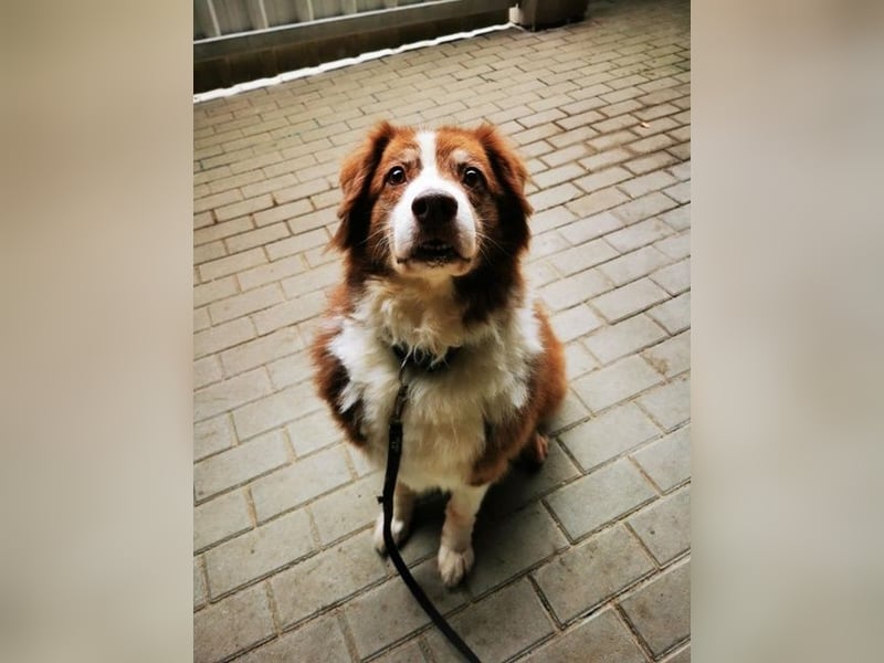 Lilly, Australian Shepherd, geb. 2012, traumhaft liebe Seniorin sucht Endplatz