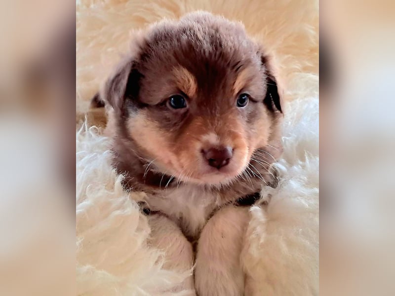 Bezaubernde Australian Shepherd Welpen mit ASCA Papieren