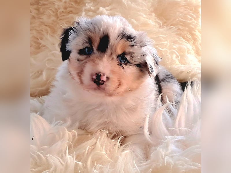 Bezaubernde Australian Shepherd Welpen mit ASCA Papieren
