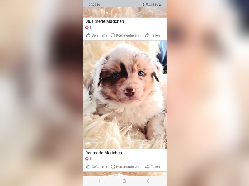Bezaubernde Australian Shepherd Welpen mit ASCA Papieren