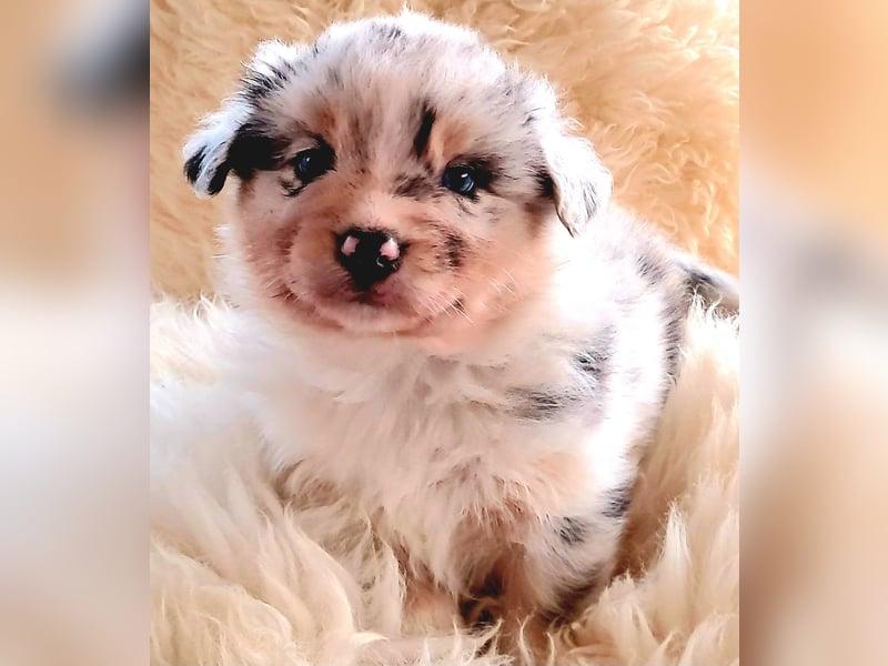 Bezaubernde Australian Shepherd Welpen mit ASCA Papieren