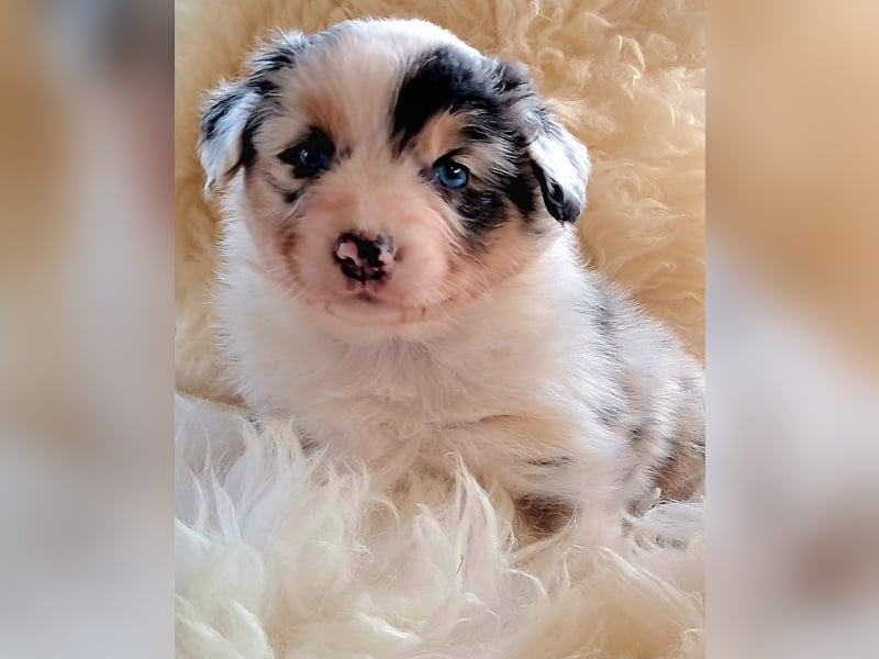 Bezaubernde Australian Shepherd Welpen mit ASCA Papieren