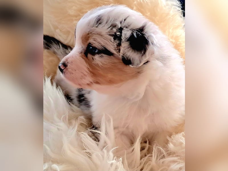 Bezaubernde Australian Shepherd Welpen mit ASCA Papieren