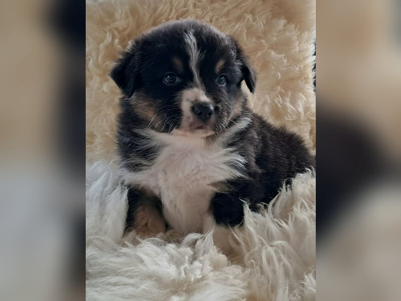 Bezaubernde Australian Shepherd Welpen mit ASCA Papieren