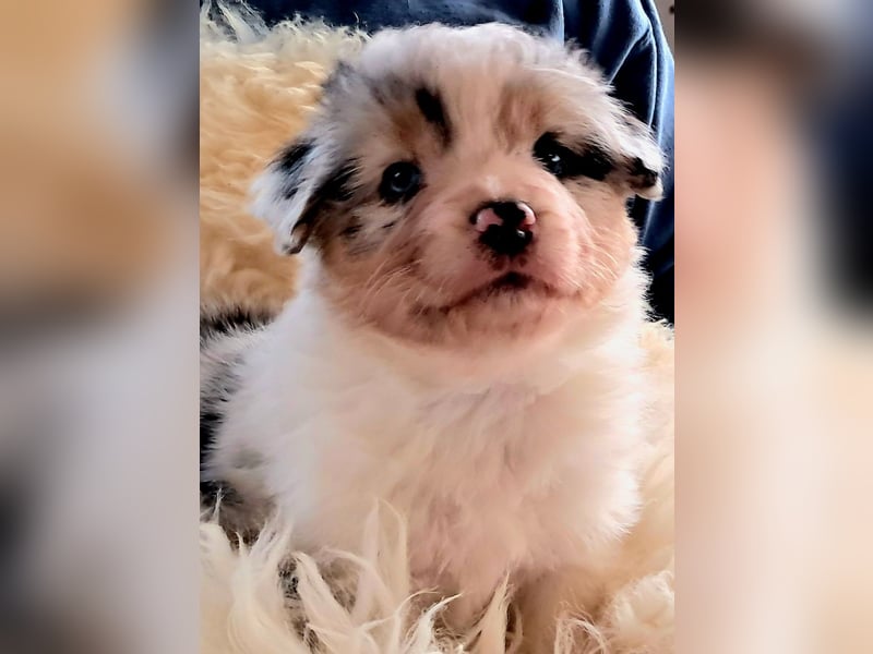 Bezaubernde Australian Shepherd Welpen mit ASCA Papieren