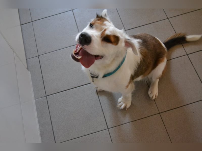 Kaninchen - Australien Shepherd Mix