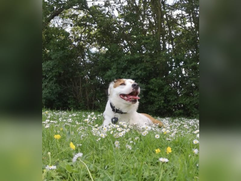 Kaninchen - Australien Shepherd Mix