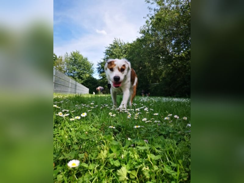 Kaninchen - Australien Shepherd Mix